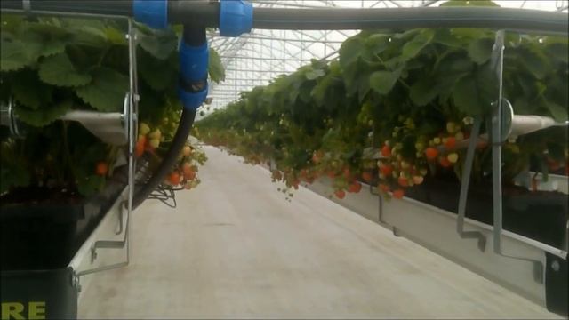 Малообъемка, теплица для клубники? по фински.