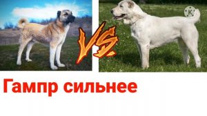 Гампр против Алабая