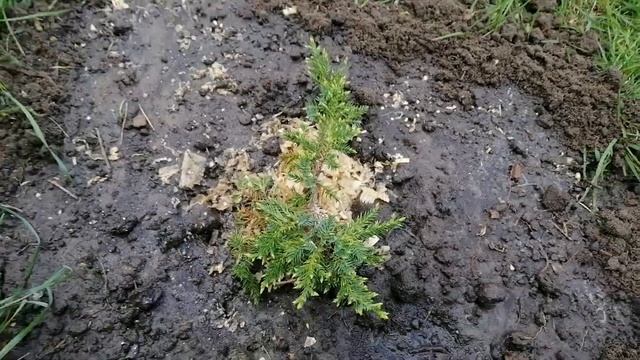 Купила 2 можевельника навес забетонирован.