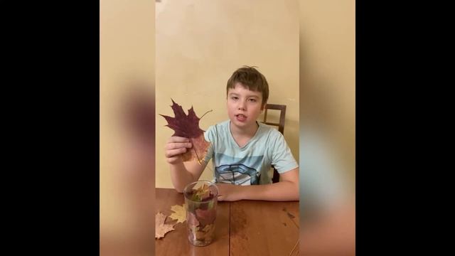 Делаем бумагу из листьев!