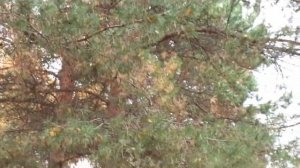 Босая осень - поёт Джанго