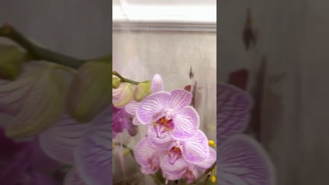 Наши покупки последний обзор орхидей Леруа Мерлен Липецк 23.12.2022 смотреть онлайн