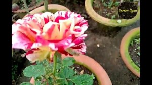 My Garden Overview 38, Rose, Hibiscus, Ixora & many more, By Garden Gyan