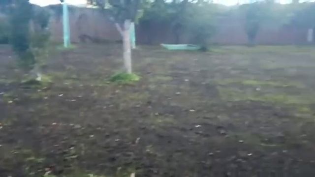 Лайфхак только что посеянный газон смотреть онлайн