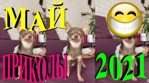 ПРИКОЛЫ 2021 САМЫЕ НОВЫЕ!!!!СМОТРЕТЬ ПРИКОЛЫ 2021!!!#13.mp4