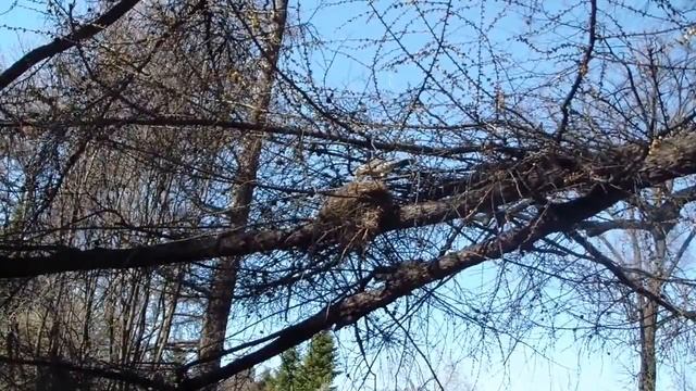 Ботанический сад. Апрель 2014. Птица вьет гнездо. смотреть онлайн