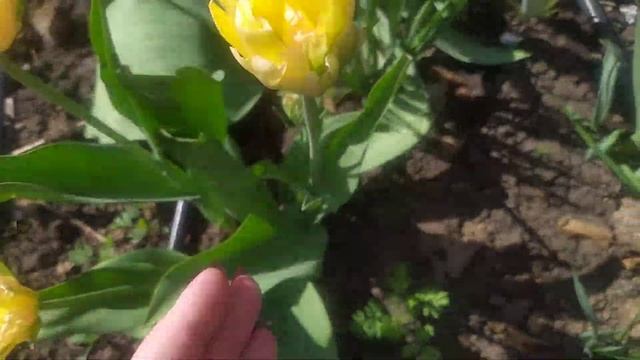Мой огород/Тюльпаны и нарциссы, цветение 4.05.2021г