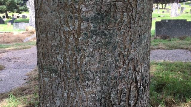 Narrow Leaved Ash (Fraxinus angustifolia) - trunk close up - June 2018 смотреть онлайн