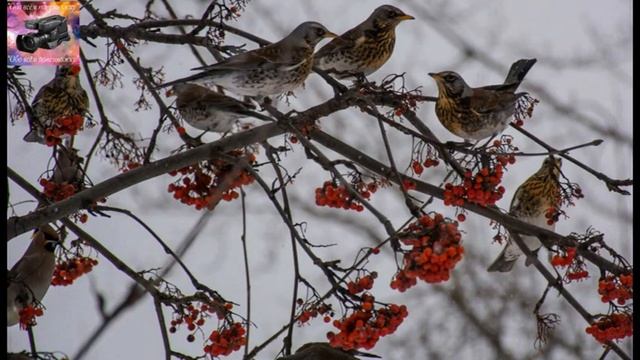 9 октября-день перелётных птиц