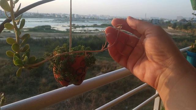 How to collect seeds of trailing jade# senecio jacobsenii#kleinia petrea🏵️🏵️🏵️ смотреть онлайн