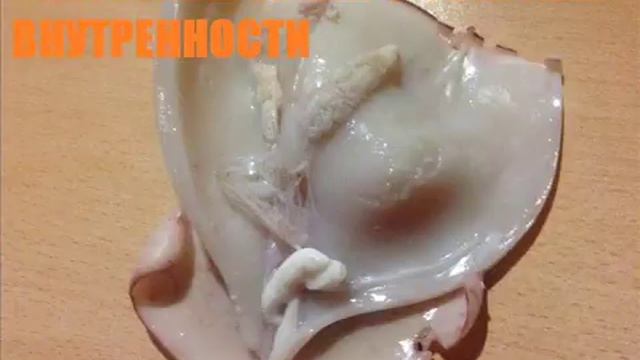 КАК ПРАВИЛЬНО ВАРИТЬ КАЛЬМАРА смотреть онлайн