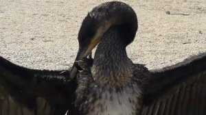 Как баклан сушит перья.  Азовское море. Арабатская стрелка. Геническ