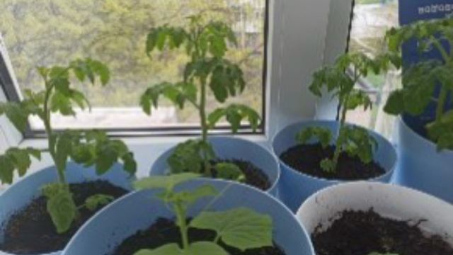 Хобби?? на подоконнике ?? смотреть онлайн