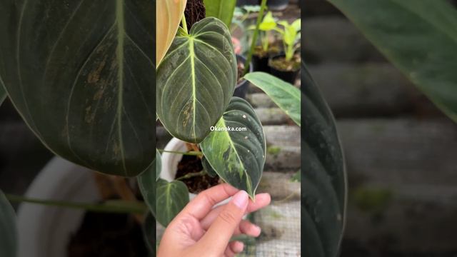 Philodendron Melanochrysum variegated | OKANOKA.COM