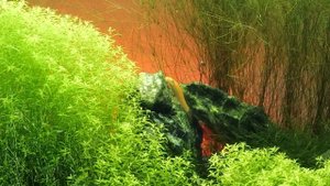 Топ рыбок для аквариума 100 литров