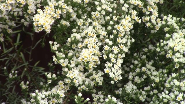 Астра вересковая кустовая..mp4 смотреть онлайн