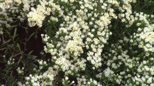 Астра вересковая кустовая..mp4