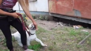 ЛАЙФХАК! Легкий способ отучить собаку гоняться за кошками и собаками. Начало занятий щенка лабрадор