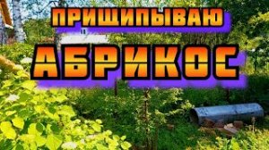 Прищипнул абрикос для налива плодовых веток