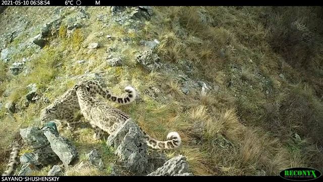 Котята Ирбиса играют смотреть онлайн