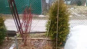 Укрытие ХВОЙНЫХ на зиму.?? Туи, можжевельники, ели.