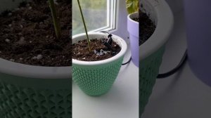 Капельный полив для комнатных растений eco tec AQ-300