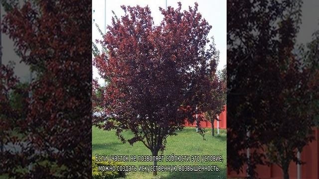 Слива растопыренная