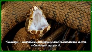 Анаконда - интересные факты