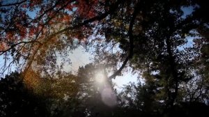 ФУТАЖ ОСЕНЬ Osen