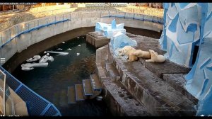 Сорока ворует у медвежат еду, а они не замечают 14.04.2020