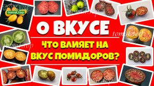 О вкусе помидоров. О восприятии вкуса и о том, что влияет на вкус помидоров