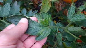 Фитофтора и фузариоз на помидорах признаки и лечение.