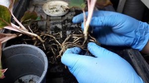 Аглаонема "Крете". Покупка, адаптация,  деление.