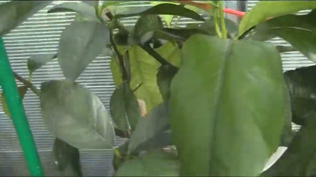 Цитрусы! Дрожжевая подкормка! смотреть онлайн