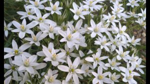 Птицемлечник.  #птицемлечник #цветы #растения #птицемлечникзонтичный #посадка #уход #сад #луковичные