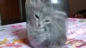 кот в банке