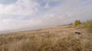 #9 Ходовая Охота Осенью в Степи. Охота на Полевую и Степную Дичь с Курцхааром МР153