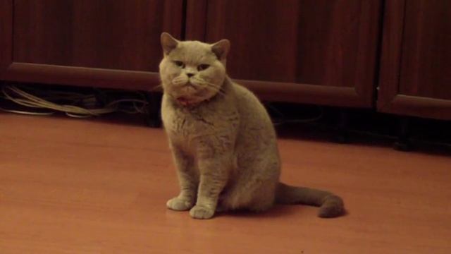 Яос просто сидит перед камерой