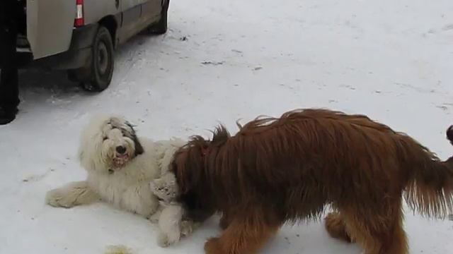 Тульские бобтейлы смотреть онлайн
