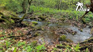 Relaxing sound of a stream in the spring forest after the rain