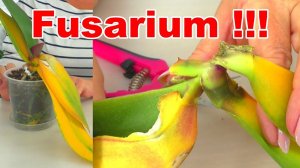 Орхидея уже умирает, но растит Детку? "Спящий" коварный Фузариоз!!!