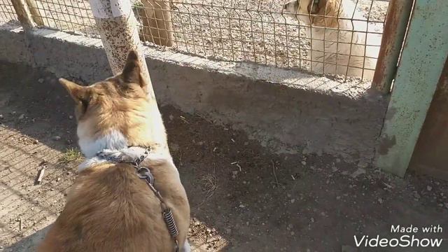 American Akita Vs Alabai