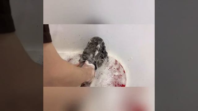 Уход за длинной шерстью йоркширского терьера