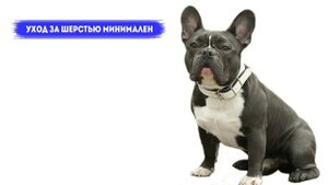 Французский бульдог - породы собак.