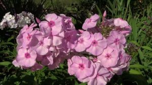 Флокс АККУРАТ | обзор, описание, цветение, отзыв.