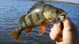 советы как поймать окуня