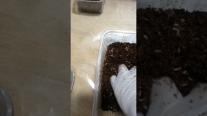 Личинки комнатной мухи, опарыш, в работе