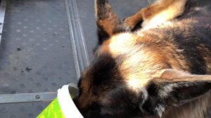 Ноглики. Пастила из брусники? Легко!