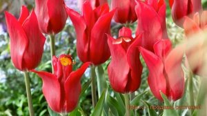 Тюльпан лилиецветная Питер де Лёр (tyulpan) ? обзор: как сажать, луковицы тюльпаны Питер де Лёр