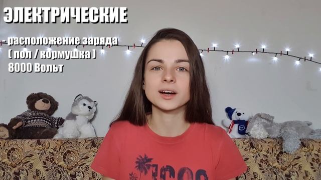 Как избавиться от грызунов? Часть 1. Механические мышеловки.